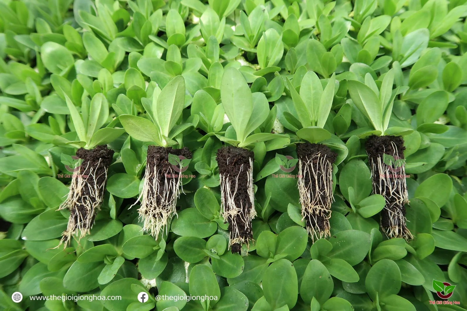 CAY CON CAT TUONG 1.webp