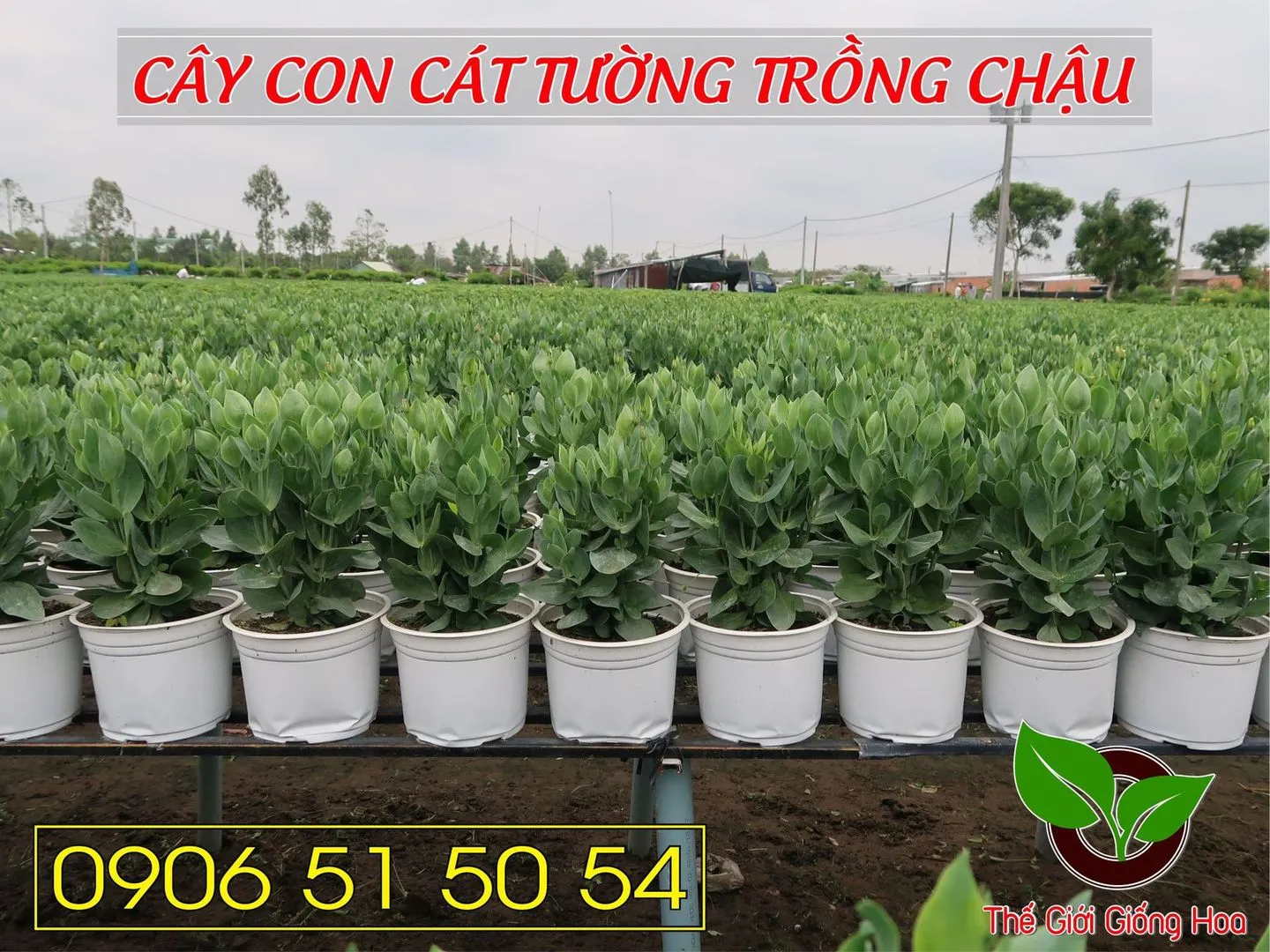 Cay Con Cat Tuong 10.webp