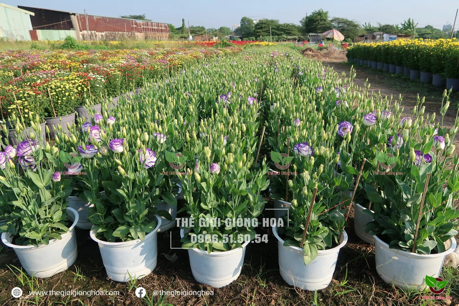 CAY CON CAT TUONG 10.webp