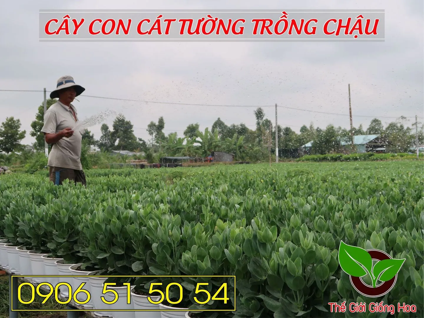 Cay Con Cat Tuong 11.webp
