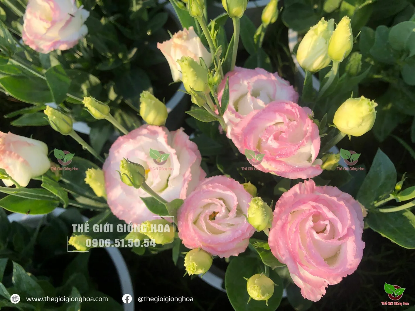 CAY CON CAT TUONG 11.webp