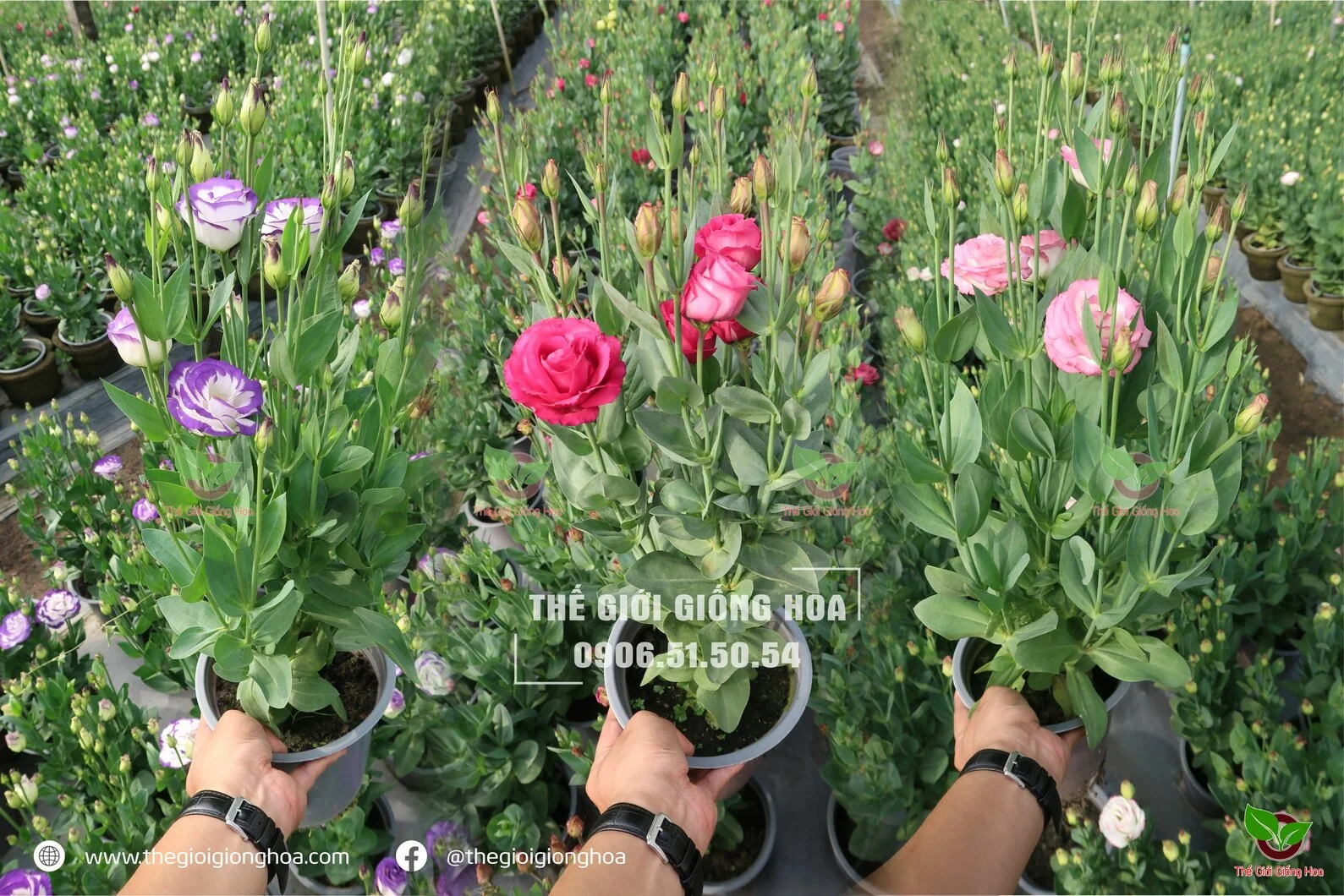 CAY CON CAT TUONG 12.webp