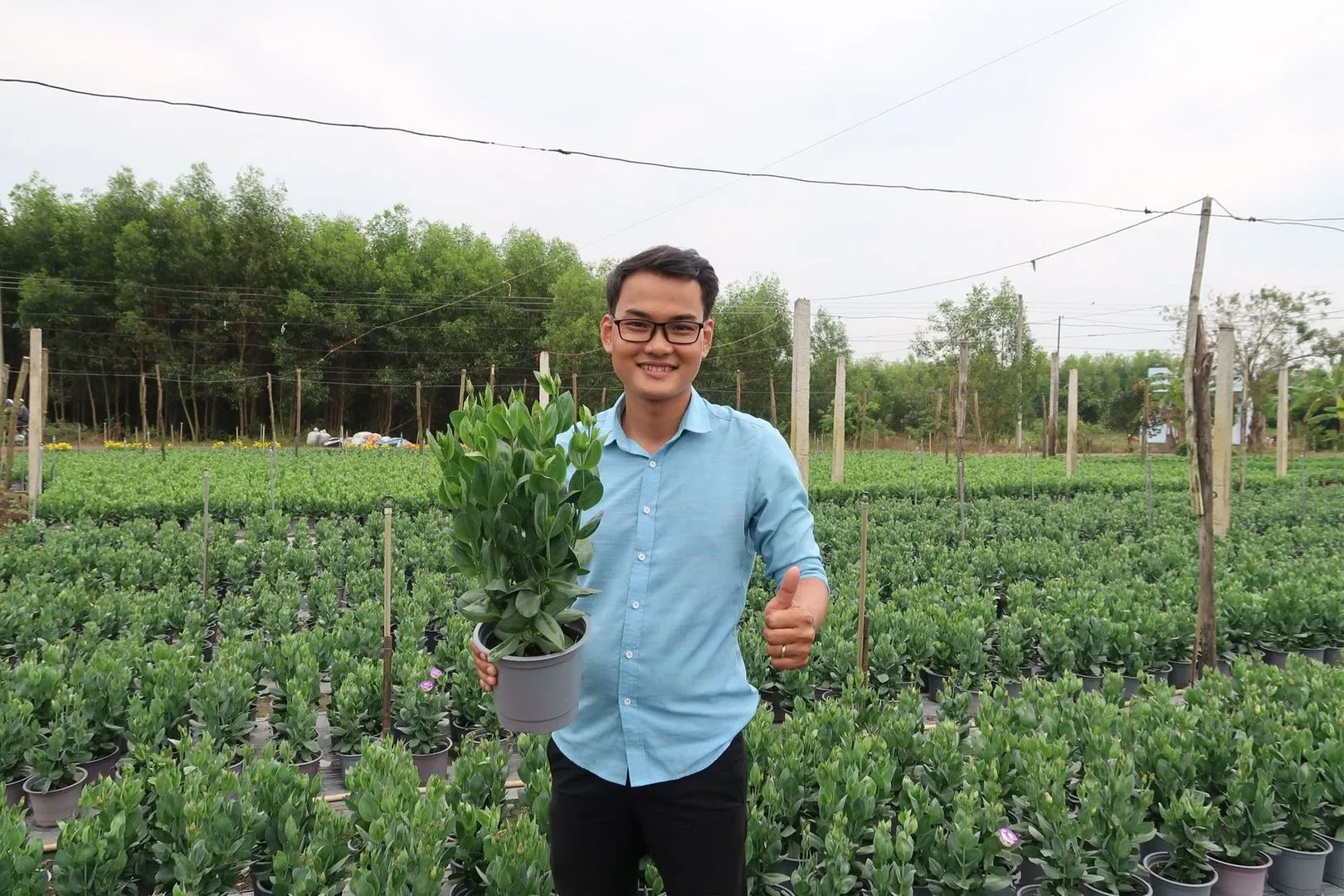 Cay Con Cat Tuong 17.webp