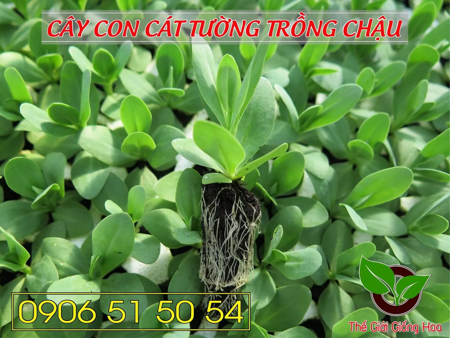 Cay Con Cat Tuong 19.webp