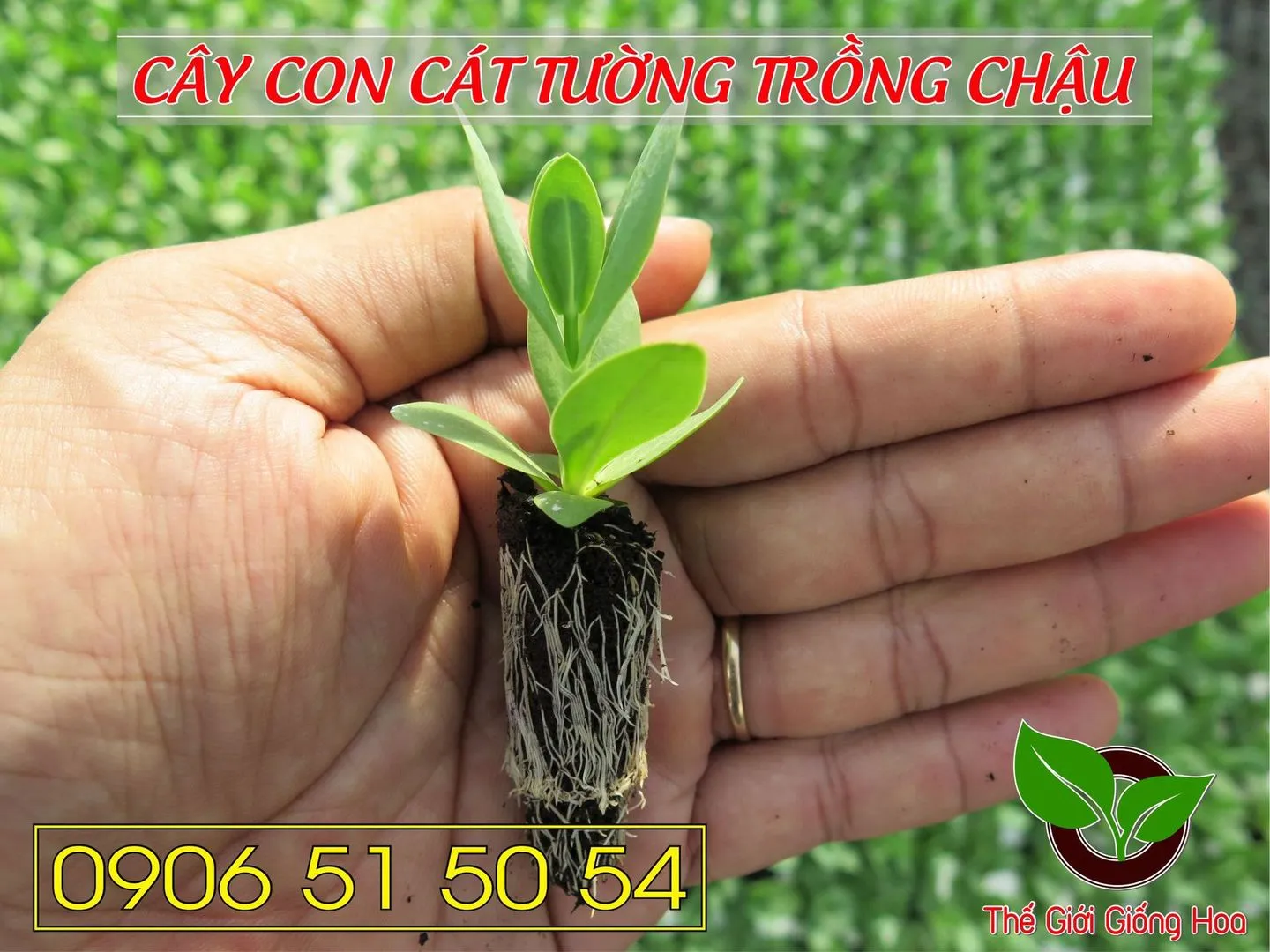 Cay Con Cat Tuong 20.webp