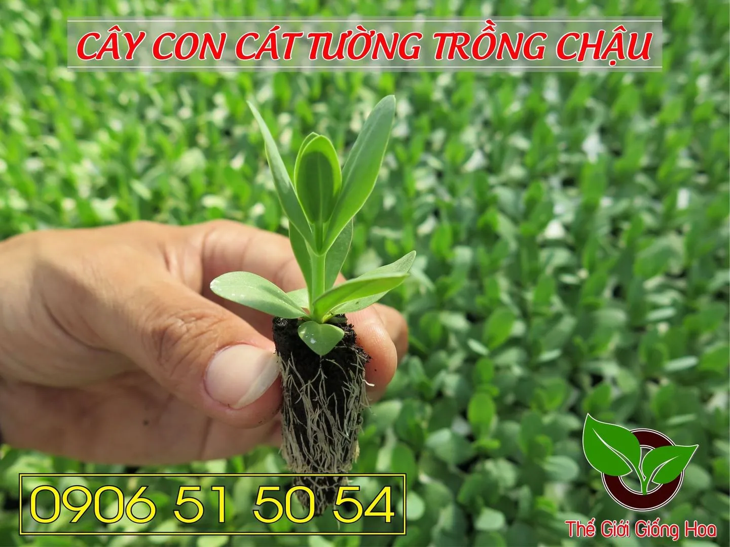 Cay Con Cat Tuong 21.webp