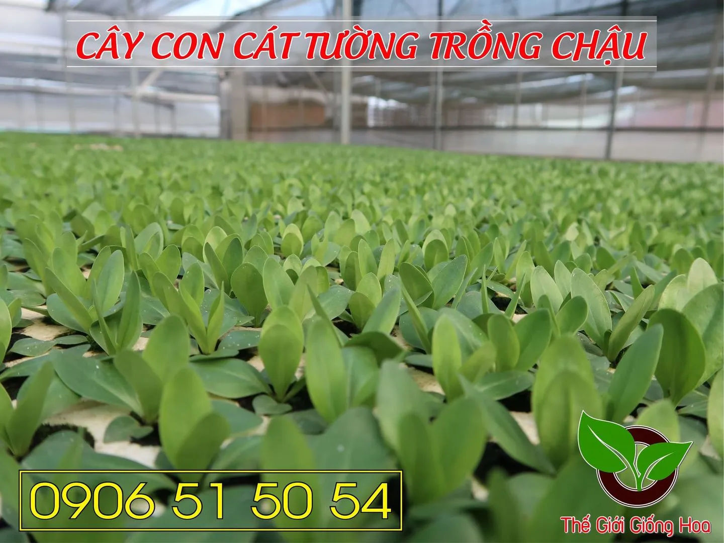 Cay Con Cat Tuong 23.webp