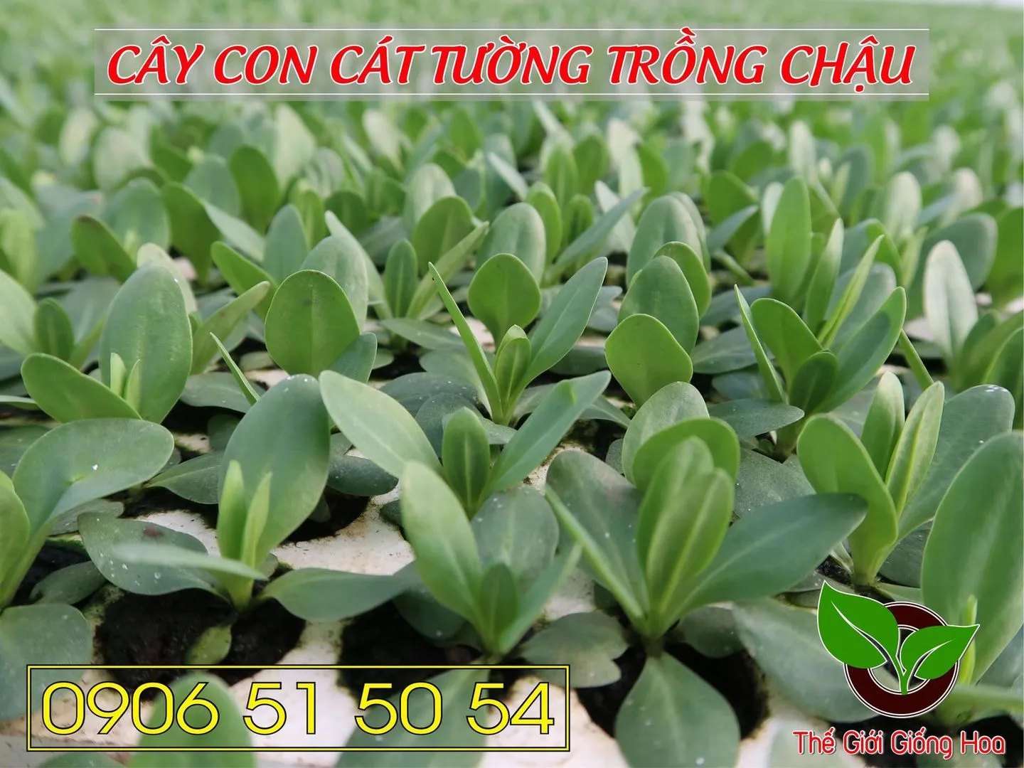 Cay Con Cat Tuong 25.webp