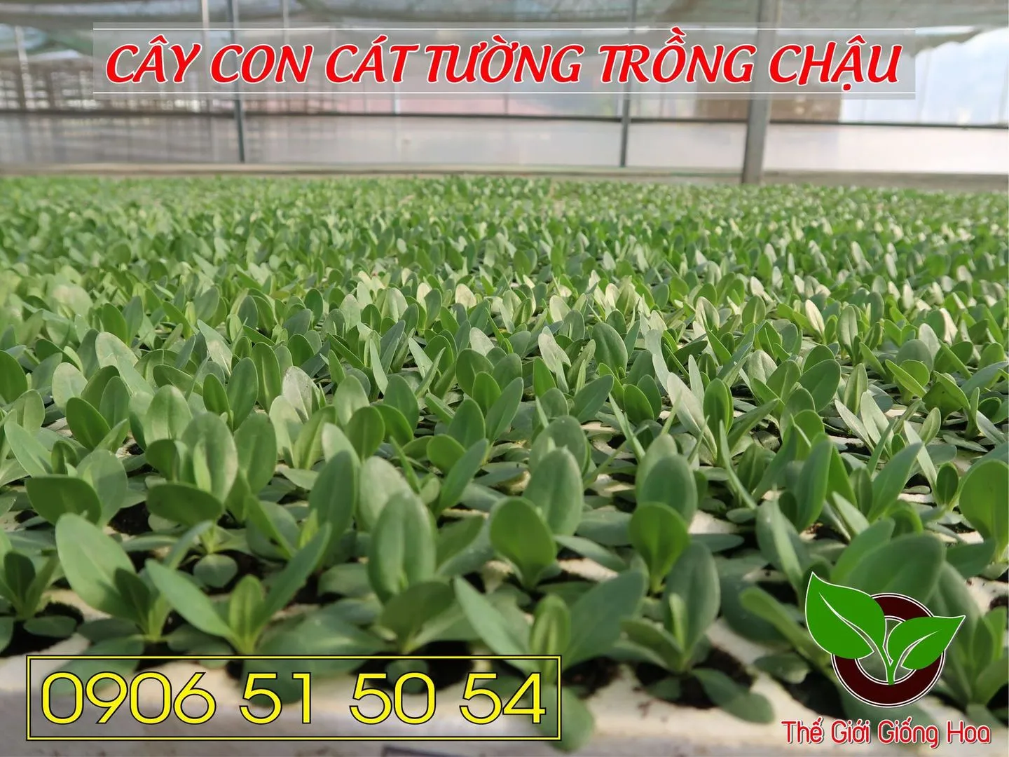 Cay Con Cat Tuong 27.webp