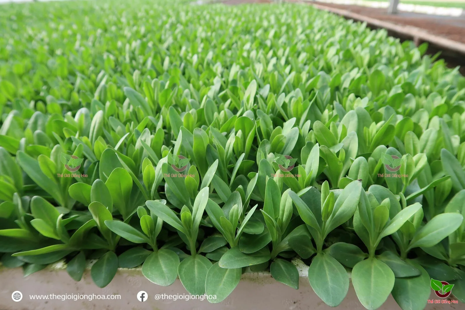 CAY CON CAT TUONG 3.webp