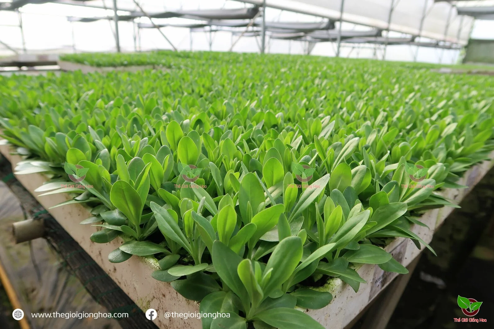 CAY CON CAT TUONG 4.webp