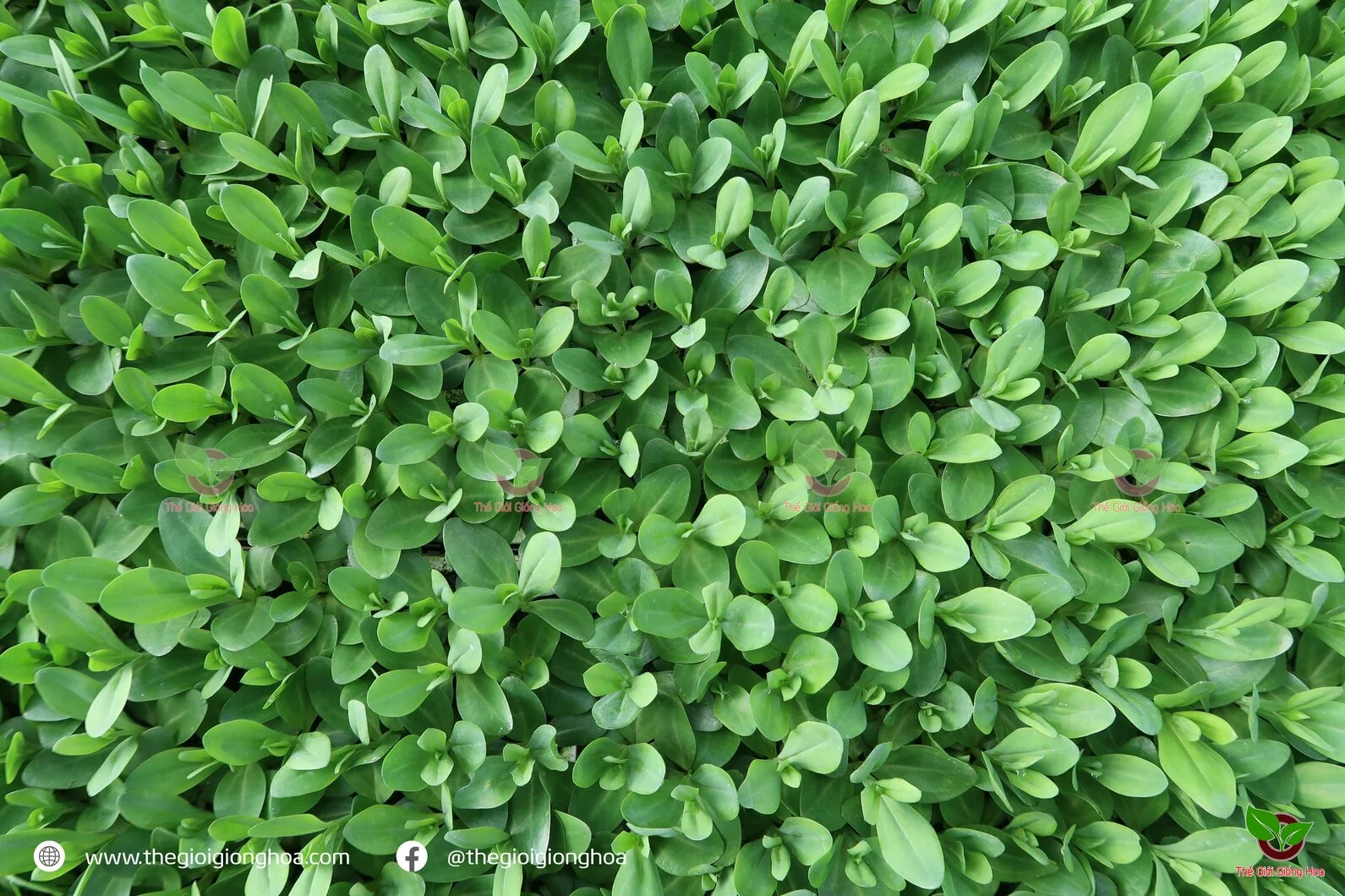 CAY CON CAT TUONG 5.webp