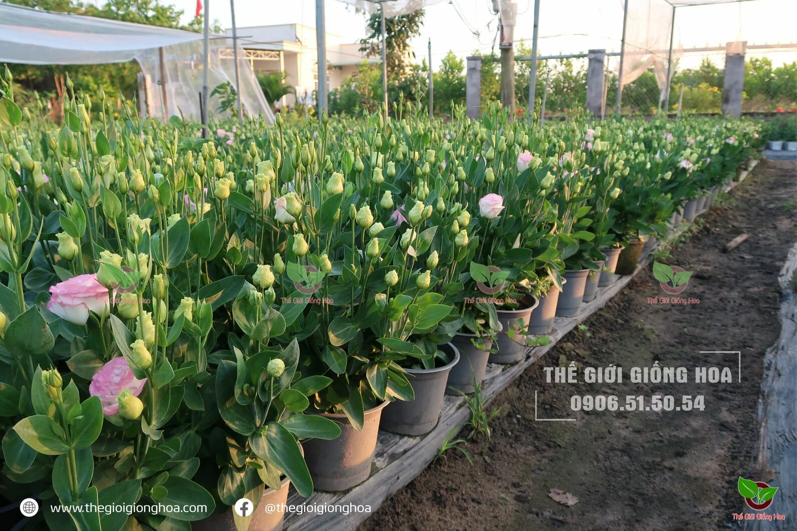 CAY CON CAT TUONG 7.webp