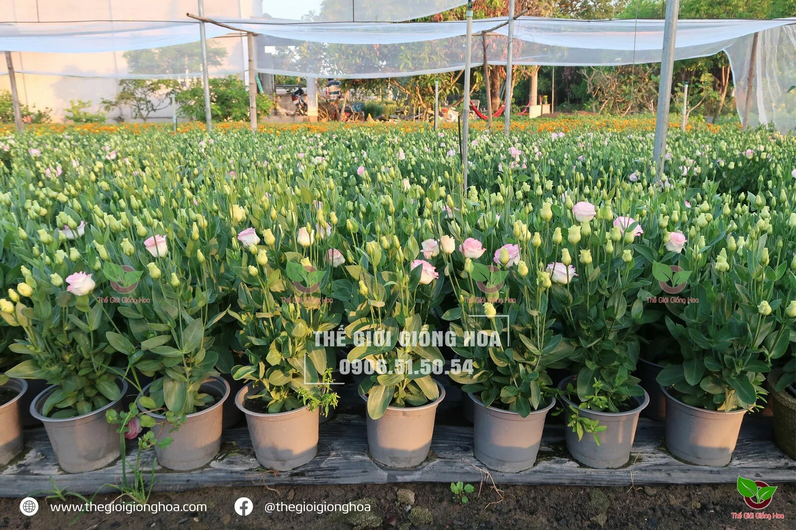 CAY CON CAT TUONG 8.webp