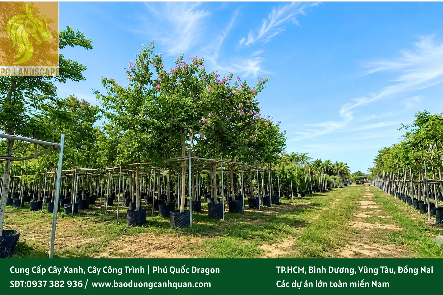 cay-cong-trinh-tphcm-gia-tot.jpg.webp