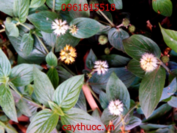 cây dạ cẩm.webp