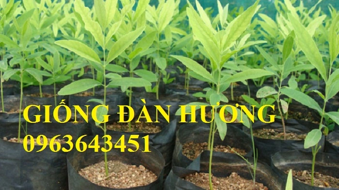 cay-dan-huong-trang.webp