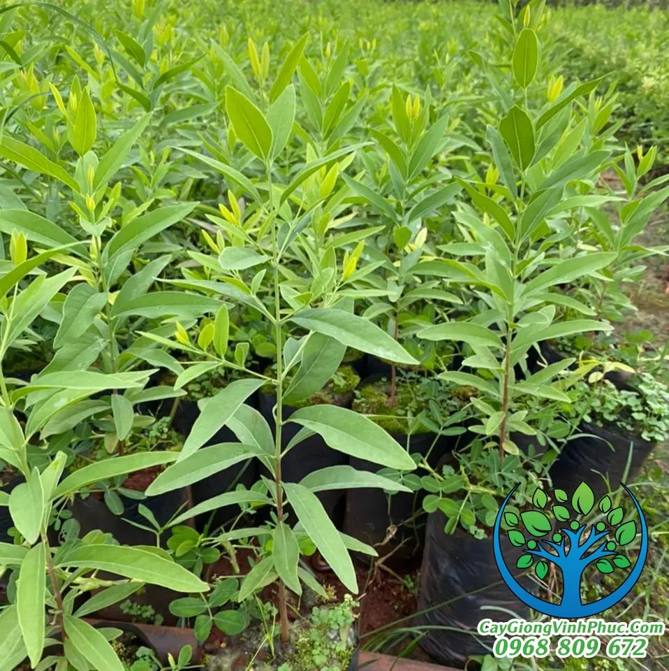 cây đàn hương_result.jpg