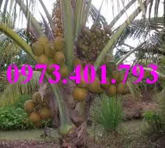 Cây Dừa xiêm lùn đỏ4_result.webp