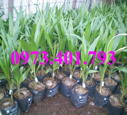 Cây Dừa xiêm lùn đỏ5_result.webp