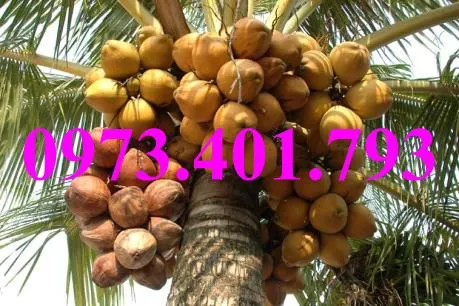 Cây Dừa xiêm lùn đỏ8_result.webp