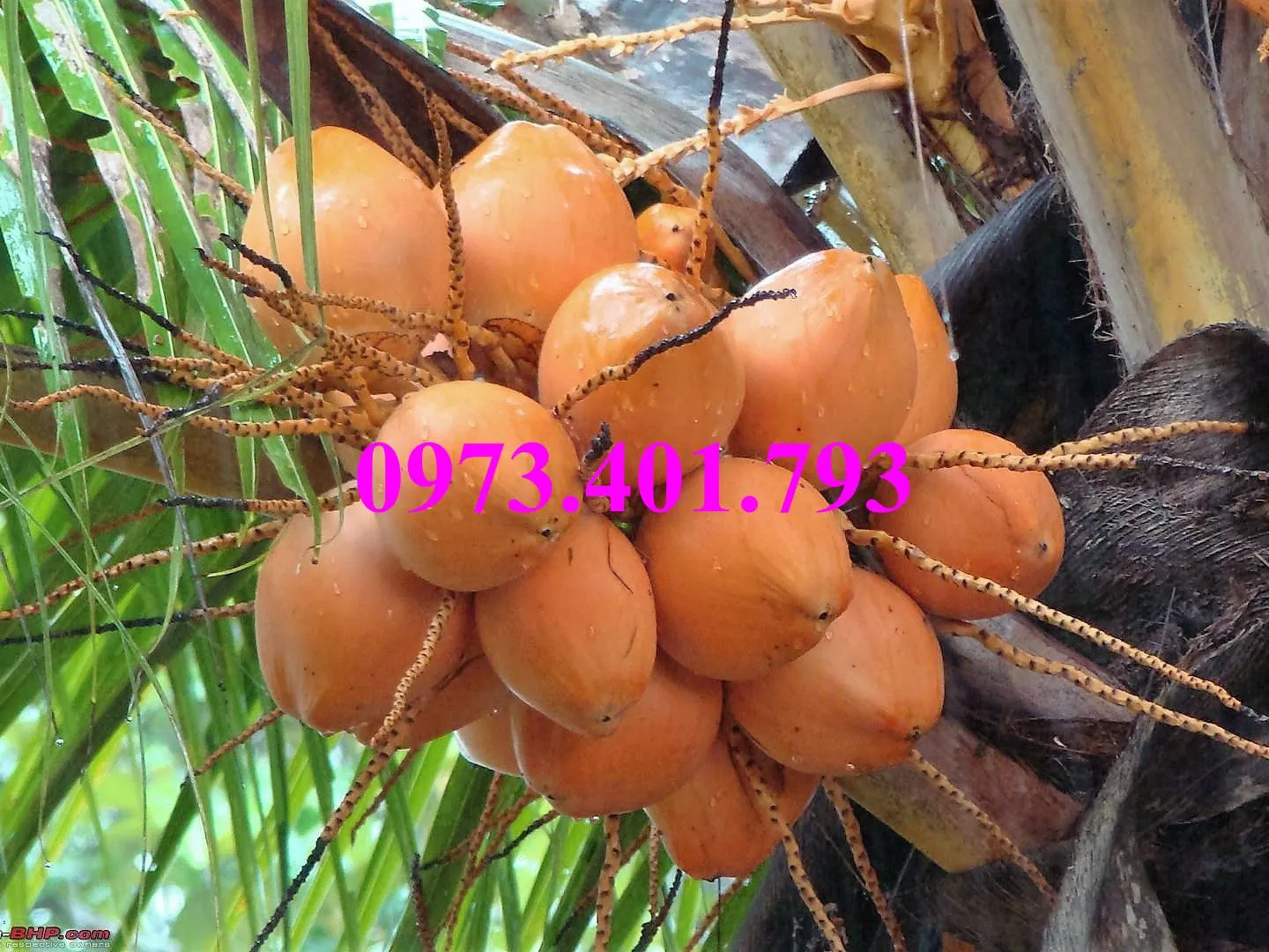 Cây Dừa xiêm lùn đỏ_result.webp