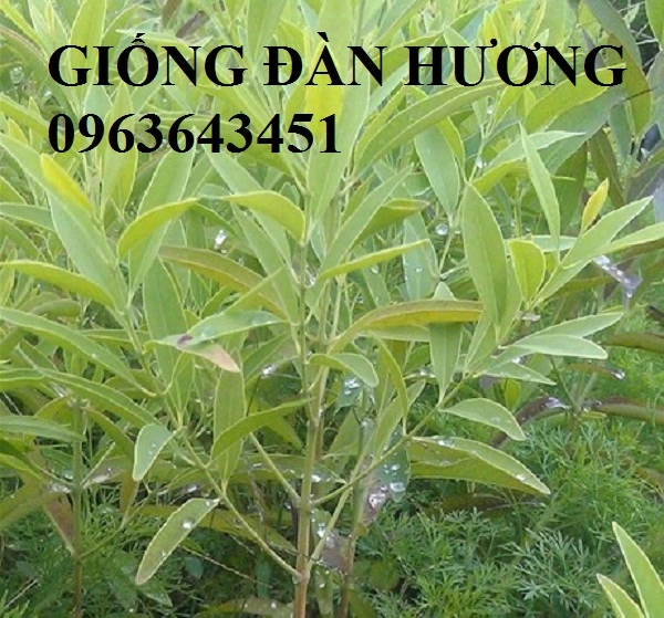 cay-giong-dan-huong.webp