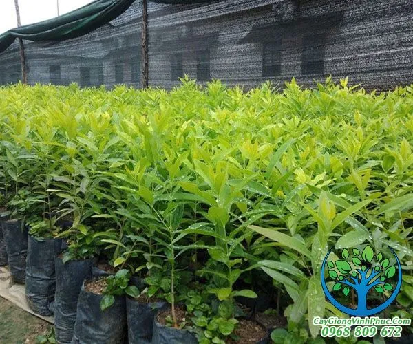 cay-giong-dan-huong.jpg