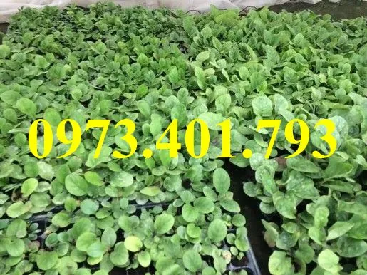 cây giống hoa đồng tiền1_result.webp