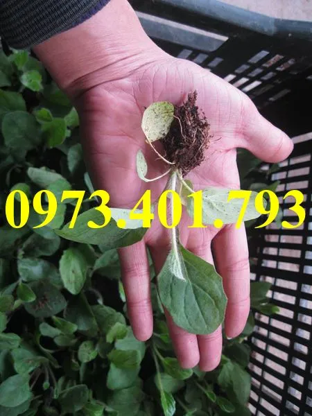 cây giống hoa đồng tiền2_result.webp