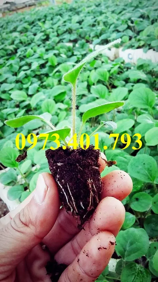 cây giống hoa đồng tiền3_result.webp