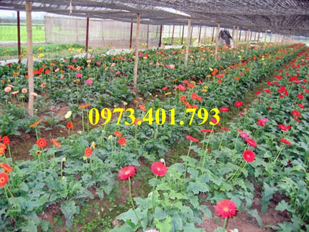 cây giống hoa đồng tiền4_result.webp