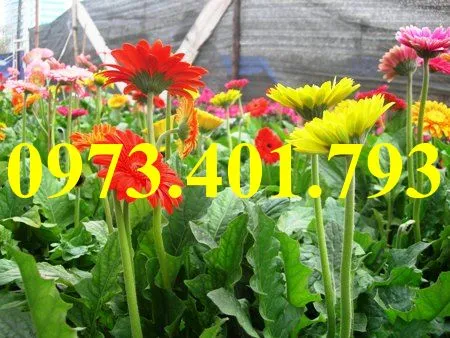 cây giống hoa đồng tiền5_result.webp