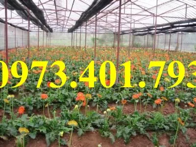 cây giống hoa đồng tiền6_result.webp