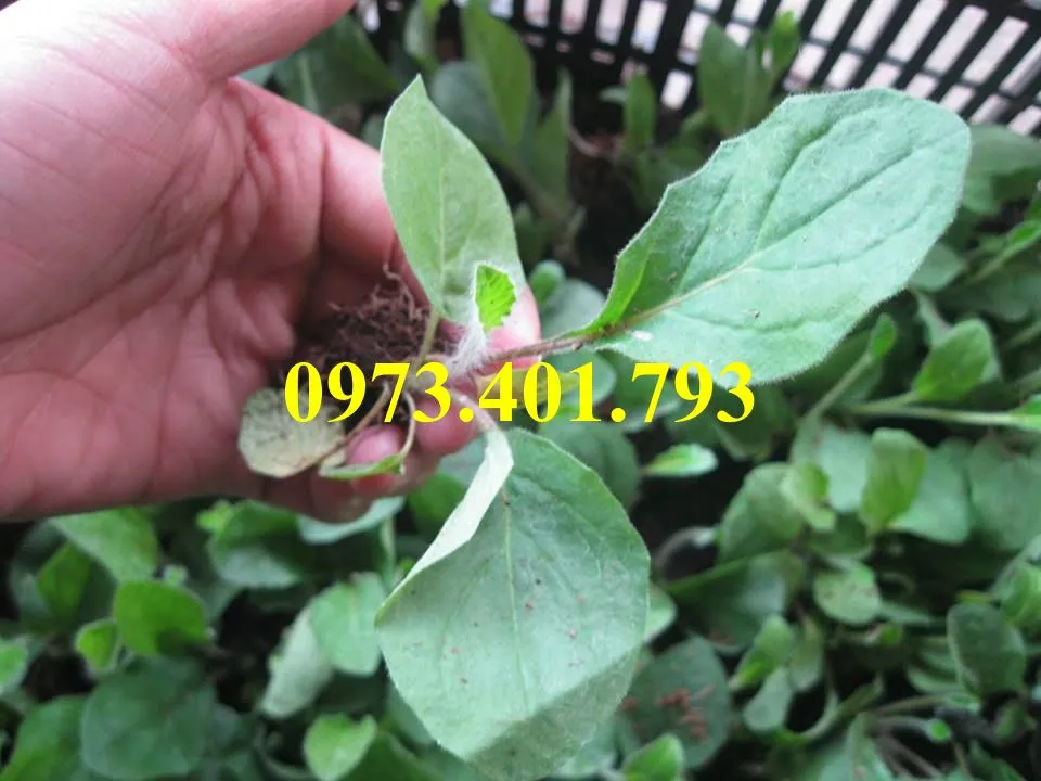 cây giống hoa đồng tiền_result.webp