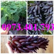 cây giống nho ngón tay1_result.webp