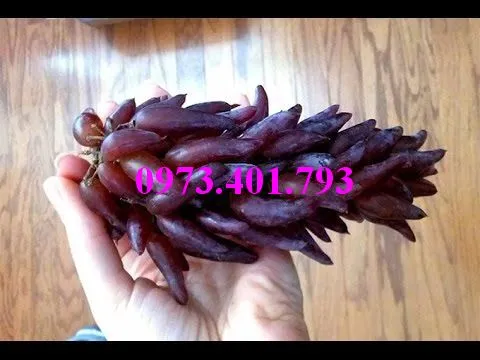 cây giống nho ngón tay5_result.webp