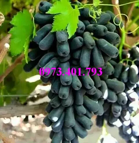 cây giống nho ngón tay_result.webp
