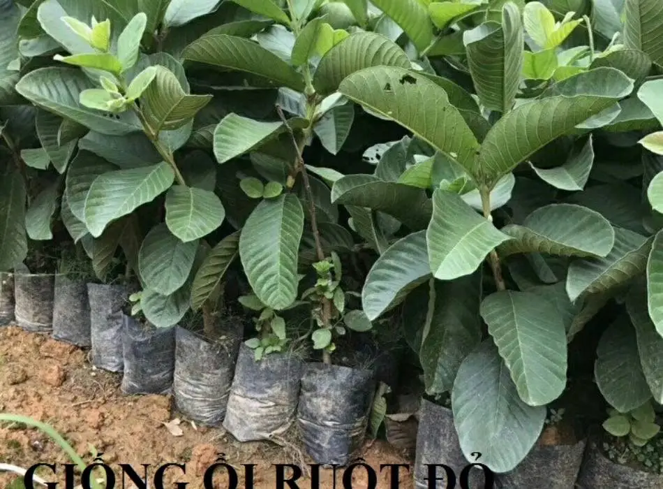 cay giong oi ruby ruot do.webp