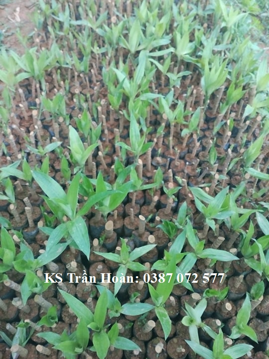 cay giong sam cau 4.webp