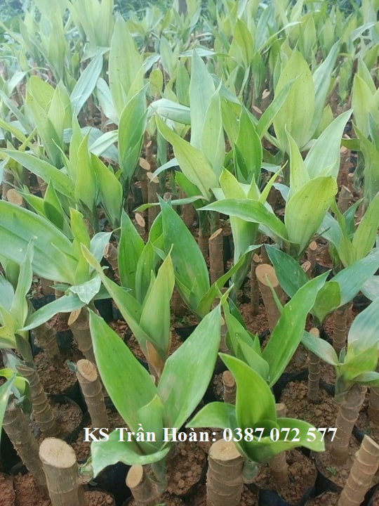 Sâm Cau Đỏ - Cây dược liệu thích hợp trồng dưới tán rừng Keo