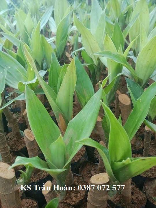 cây giống Sâm Cau đỏ 1.webp