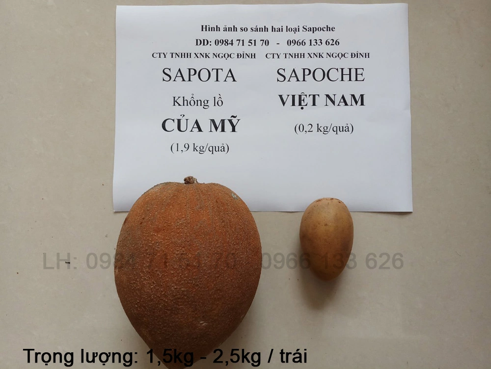 Cây giống sapoche khổng lồ 4.webp