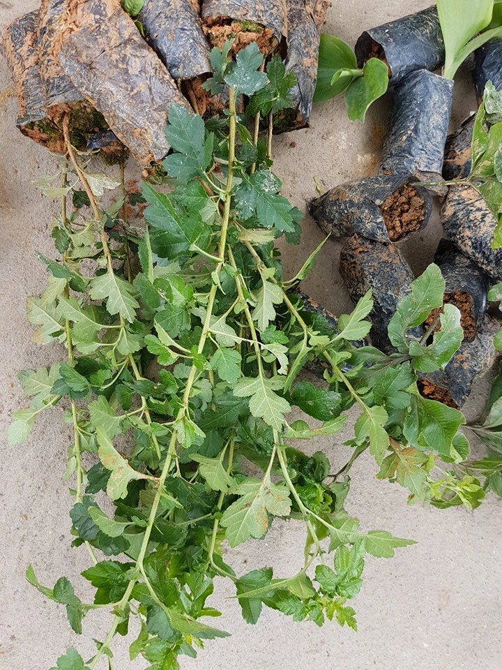 cây giống táo mèo.webp