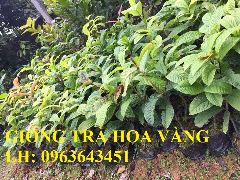 cay-giong-tra-hoa-vang.webp