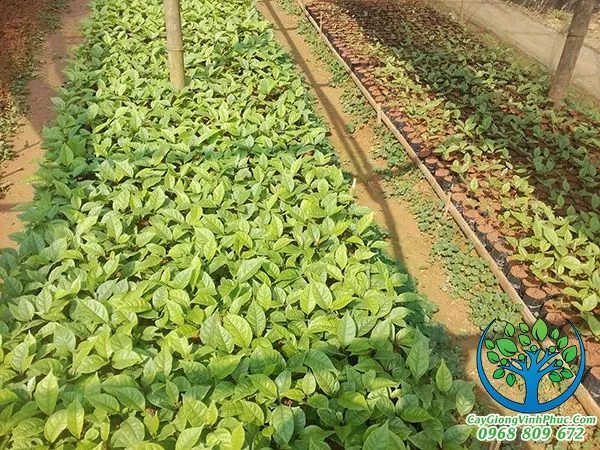 cay gu hương giong_result.jpg