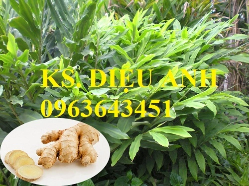 cây gừng.webp