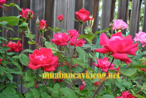 cây hoa hồng bình dương.webp