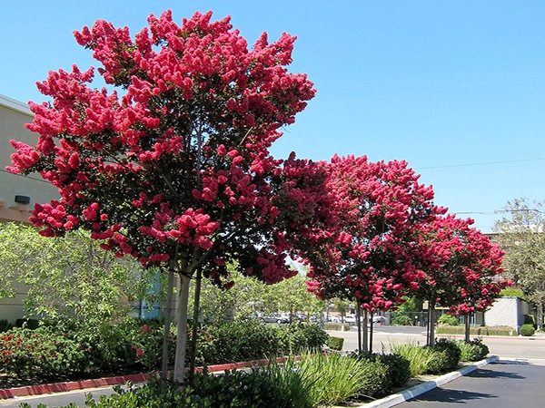 cay hoa tương vi do.webp