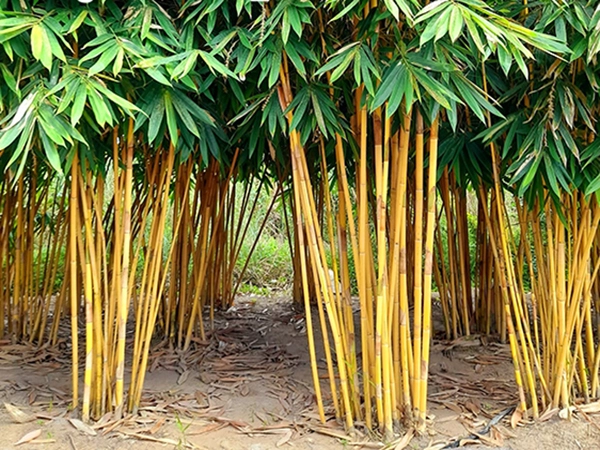 cay hoang truc (2).webp